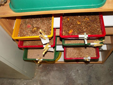 Aufzuchtregal mit Kisten (verschiedene Stadien der Mehlwürmer